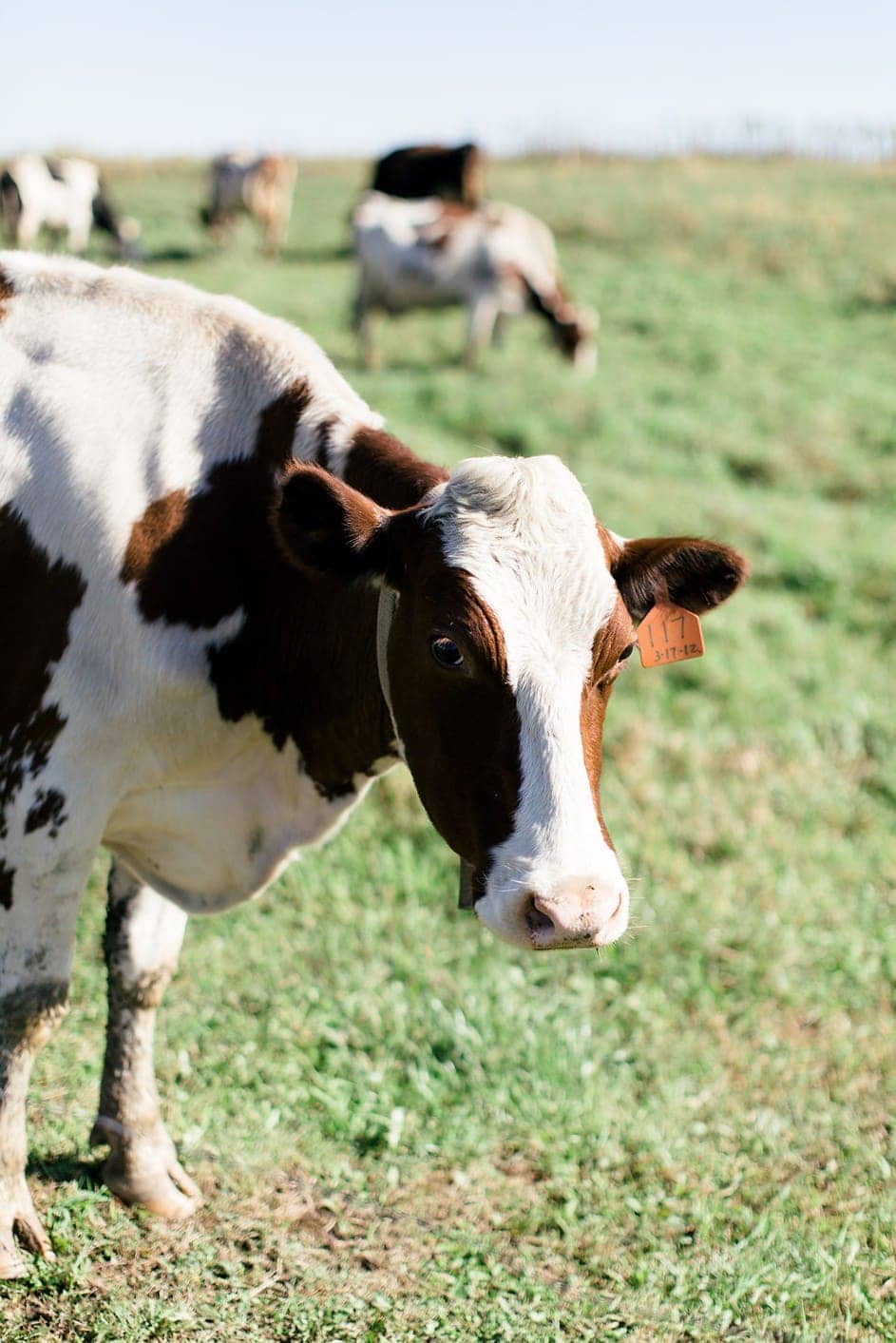 Want to know more about life on an Organic Valley Farm? In this post, you'll learn all about why we love Organic Valley Coop, as well as what it's like to run an Organic Valley Farm!