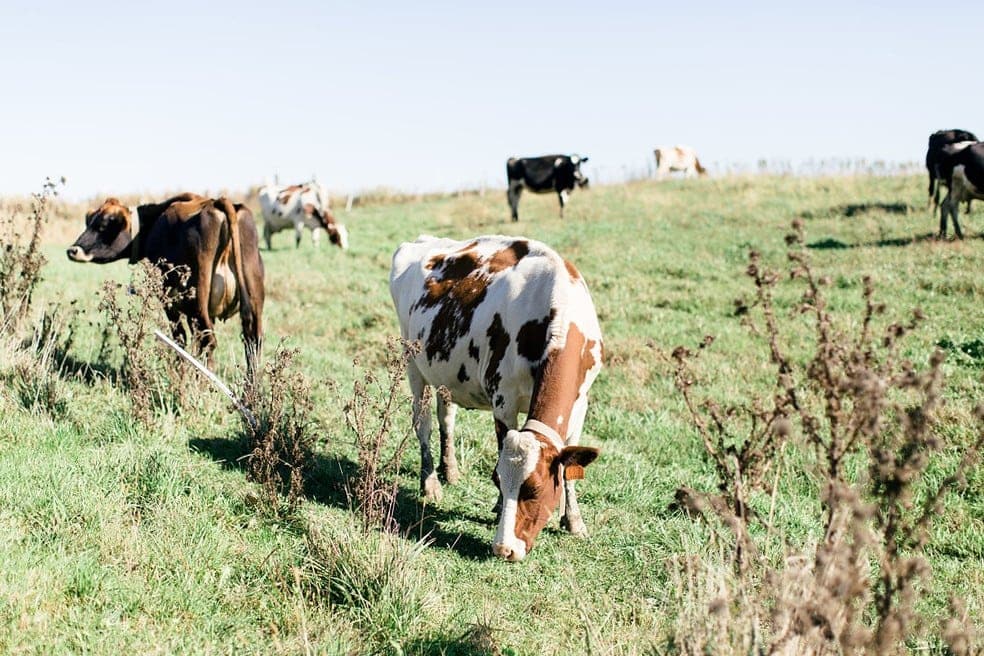 Want to know more about life on an Organic Valley Farm? In this post, you'll learn all about why we love Organic Valley Coop, as well as what it's like to run an Organic Valley Farm!